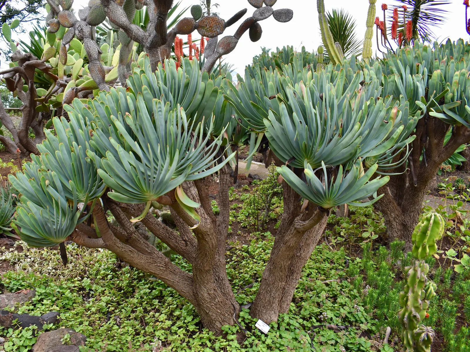 Fan Aloe (Aloe Plicatilis) — Originating from the mountainous regions of South Africa; it typically reaches 5 to 10 feet tall and spans 4 to 6 feet wide