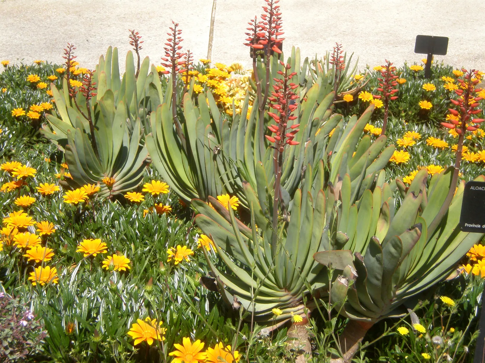 Fan Aloe (Aloe Plicatilis) — Ideal for accentuating xeriscapes or rock gardens; each branch terminates in a fan-like arrangement of long, image 92