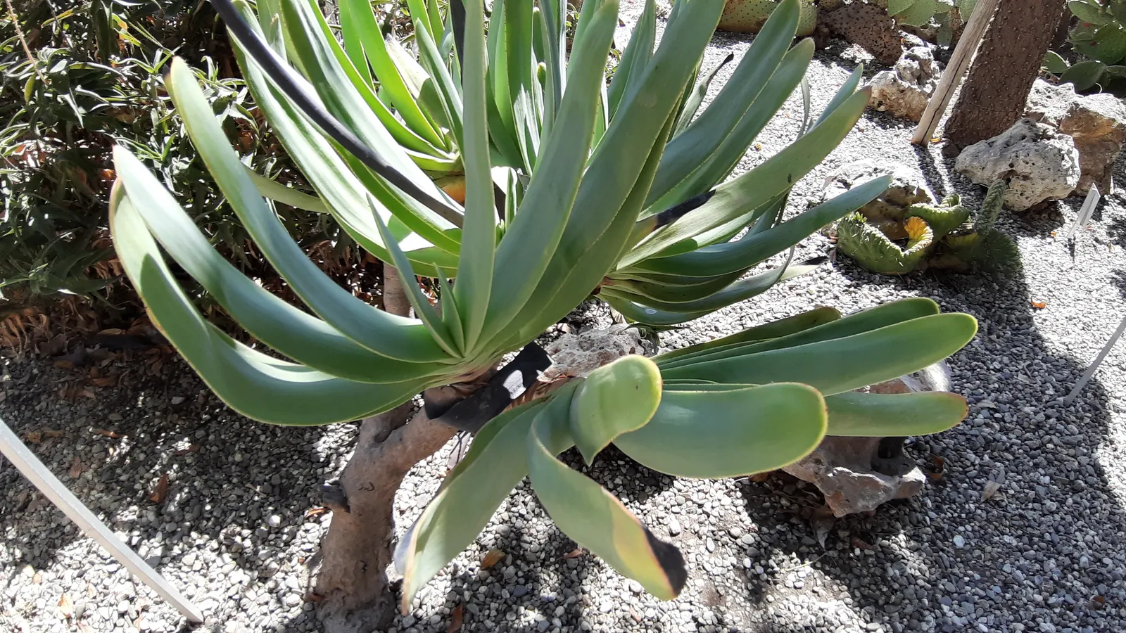 Fan Aloe (Aloe Plicatilis) — The leaves are a blue-green color; it typically reaches 5 to 10 feet tall and spans 4 to 6 feet wide, image 76