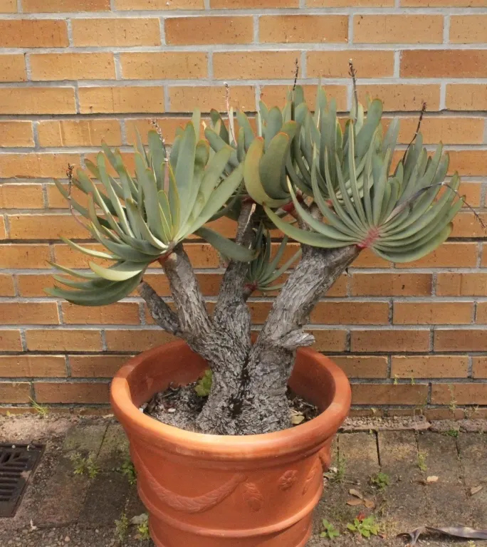 Fan Aloe (Aloe Plicatilis) — It typically reaches 5 to 10 feet tall and spans 4 to 6 feet wide, image 88