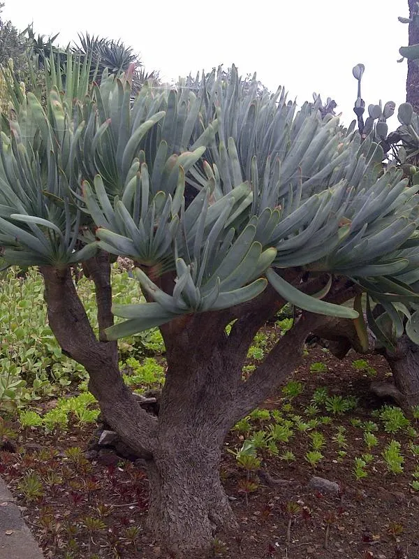 Fan Aloe (Aloe Plicatilis) — Ideal for accentuating xeriscapes or rock gardens; each branch terminates in a fan-like arrangement of long, image 71