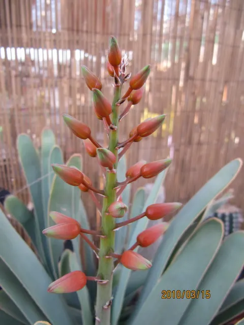 Fan Aloe (Aloe Plicatilis) — Hardiness is a consideration