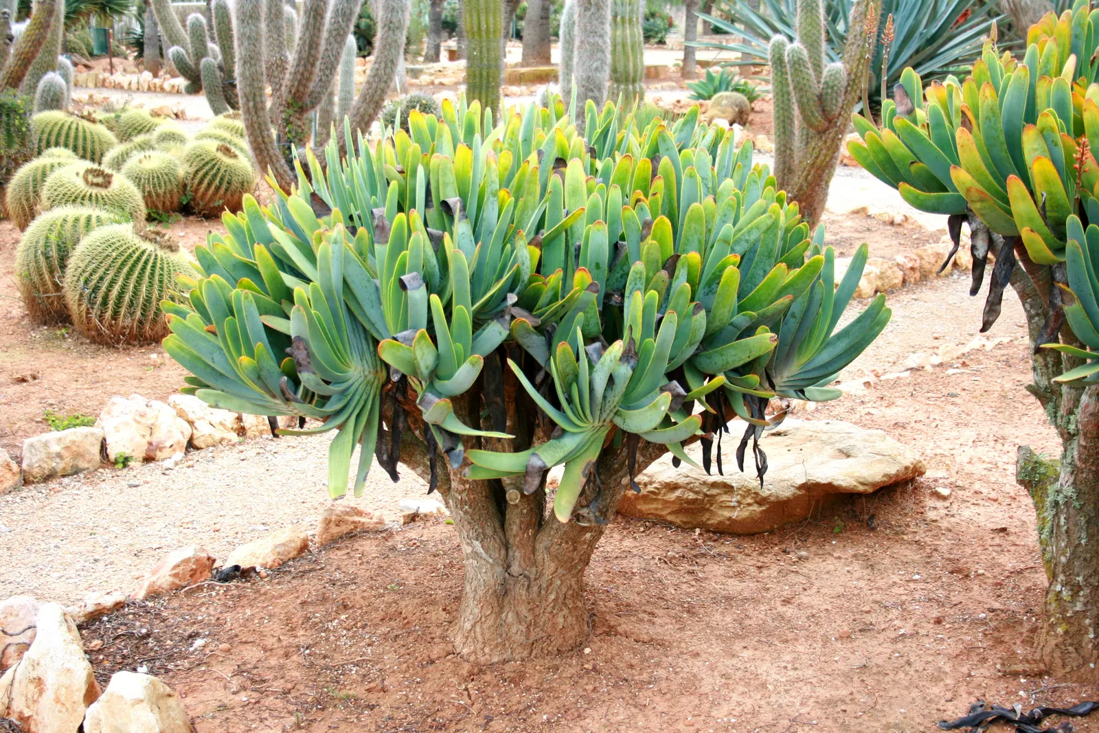 Fan Aloe (Aloe Plicatilis) — This unique aloe presents reddish-orange blooms during late winter to spring; each branch terminates in a fan-like, image 68
