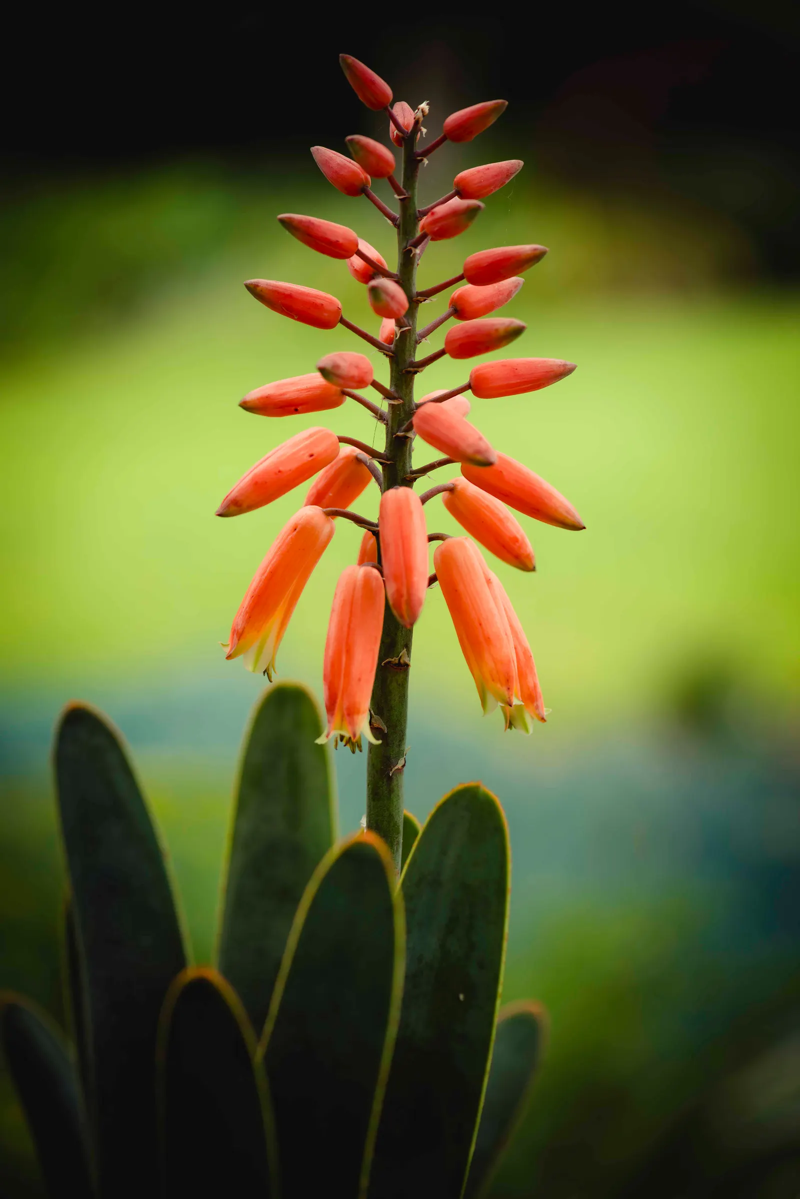 Fan Aloe (Aloe Plicatilis) — shrub / succulent with orange blooms