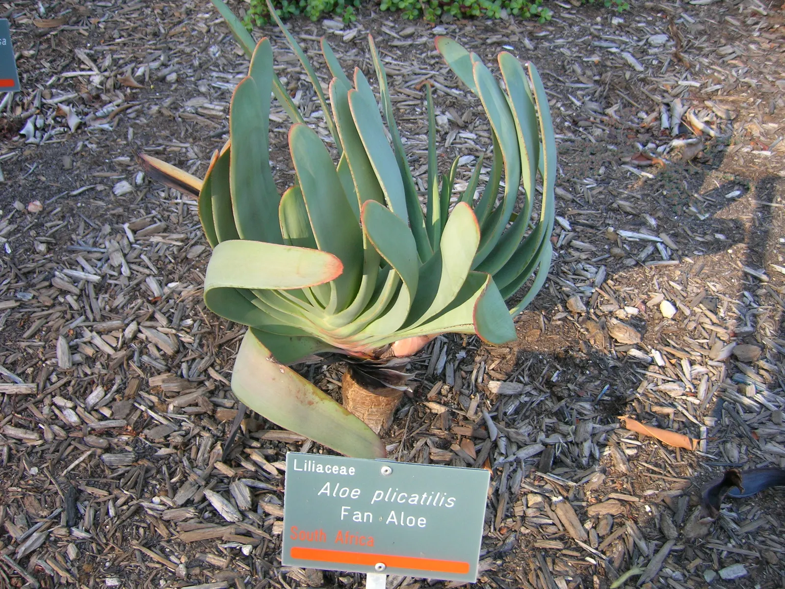 Fan Aloe (Aloe Plicatilis) — renowned for its fan-like arrangement of leaves atop perpendicular branches