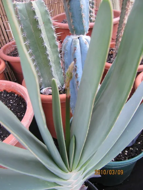 Fan Aloe (Aloe Plicatilis) — flat leaves that can grow up to 2 feet in length and about 1.5 inches in width