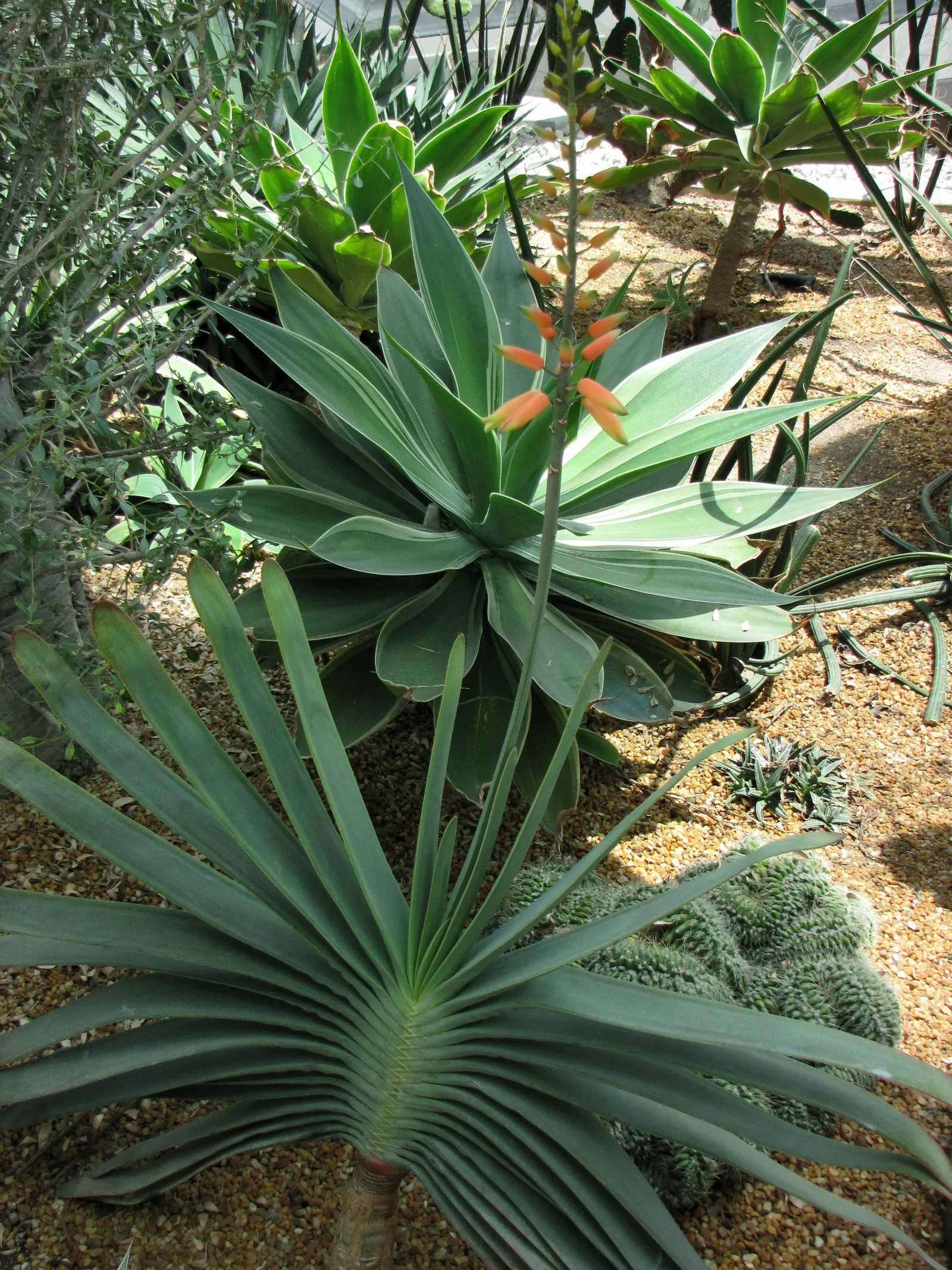 Fan Aloe (Aloe Plicatilis) — Prefers well-drained soil and full sun; this aloe produces tall spikes of tubular, image 69