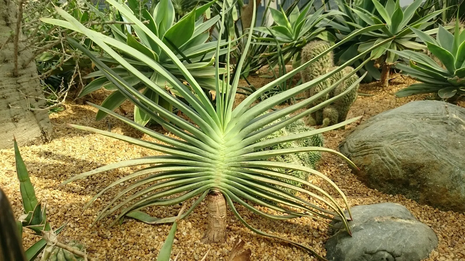 Fan Aloe (Aloe Plicatilis) — orange flowers in the garden; it typically reaches 5 to 10 feet tall and spans 4 to 6 feet wide, image 82