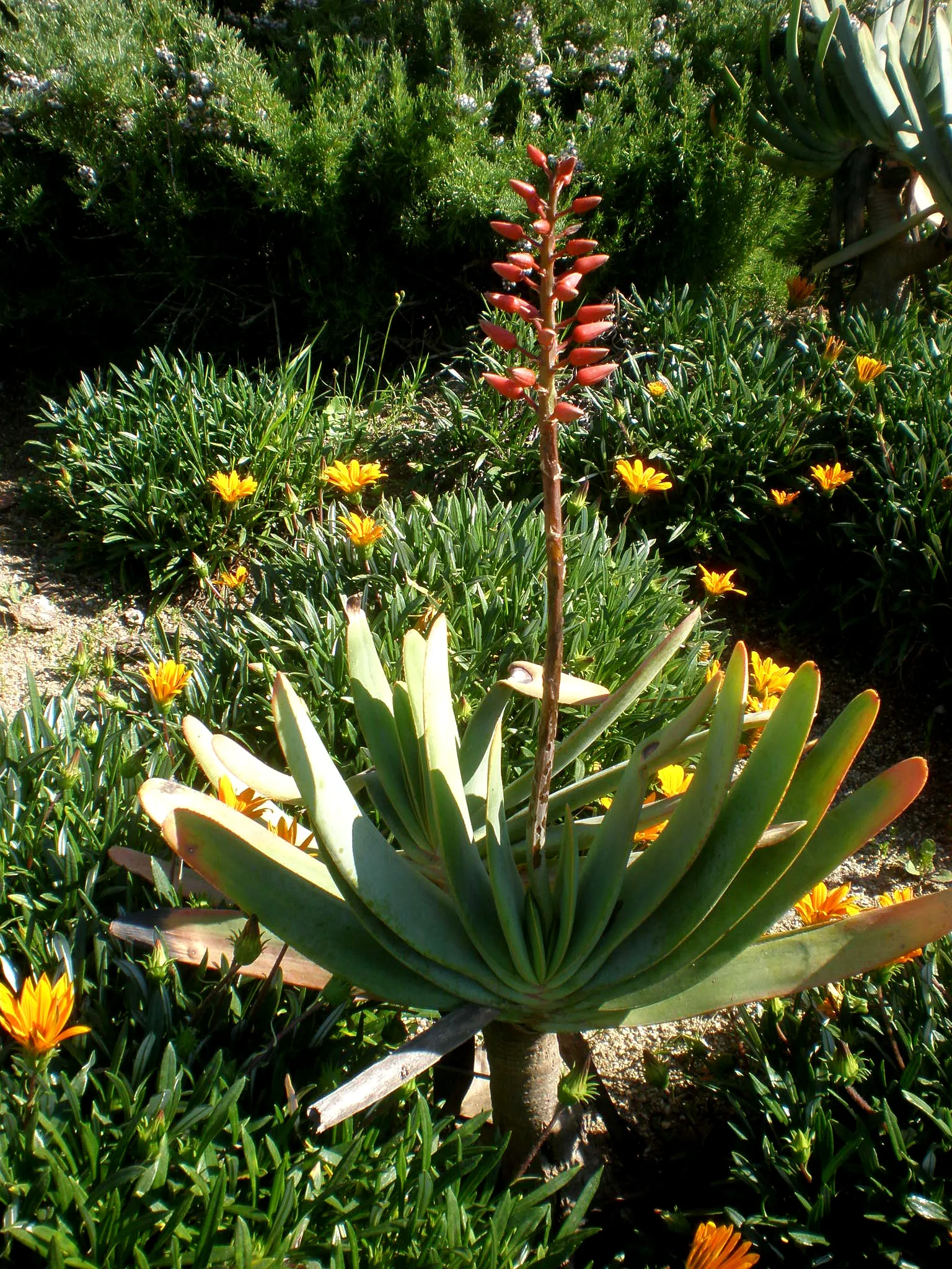 Fan Aloe (Aloe Plicatilis) — Each branch terminates in a fan-like arrangement of long