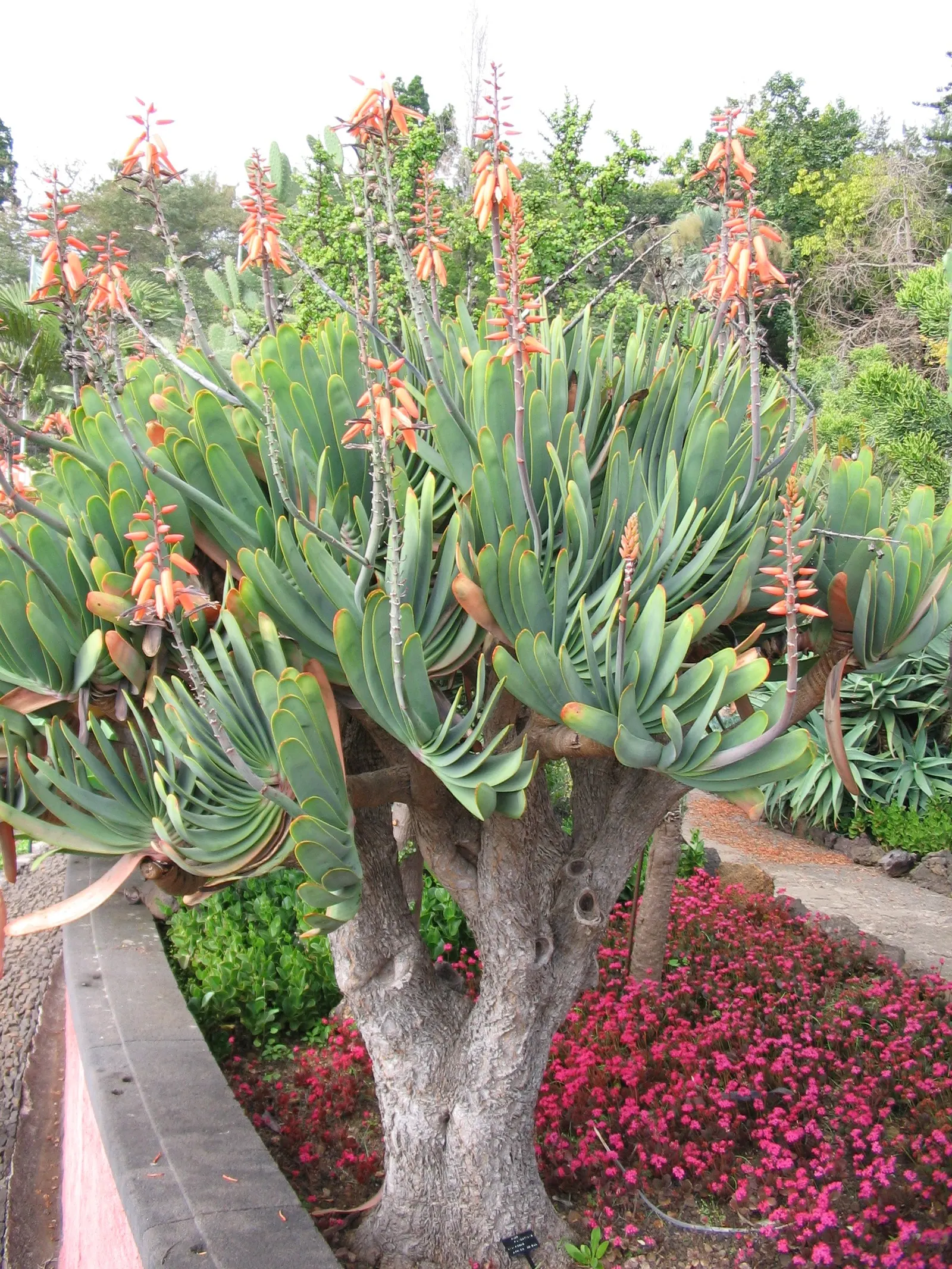 Fan Aloe (Aloe Plicatilis) — It typically reaches 5 to 10 feet tall and spans 4 to 6 feet wide