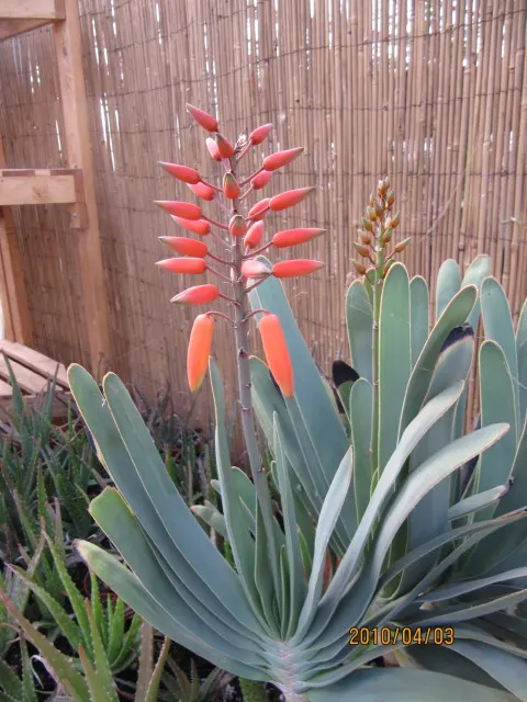 Fan Aloe (Aloe Plicatilis) — rising from the middle of the leaf rosette