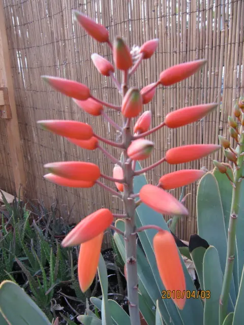 Fan Aloe (Aloe Plicatilis) — making them drought-tolerant once established.<br><br>This aloe species prefers full sun exposure