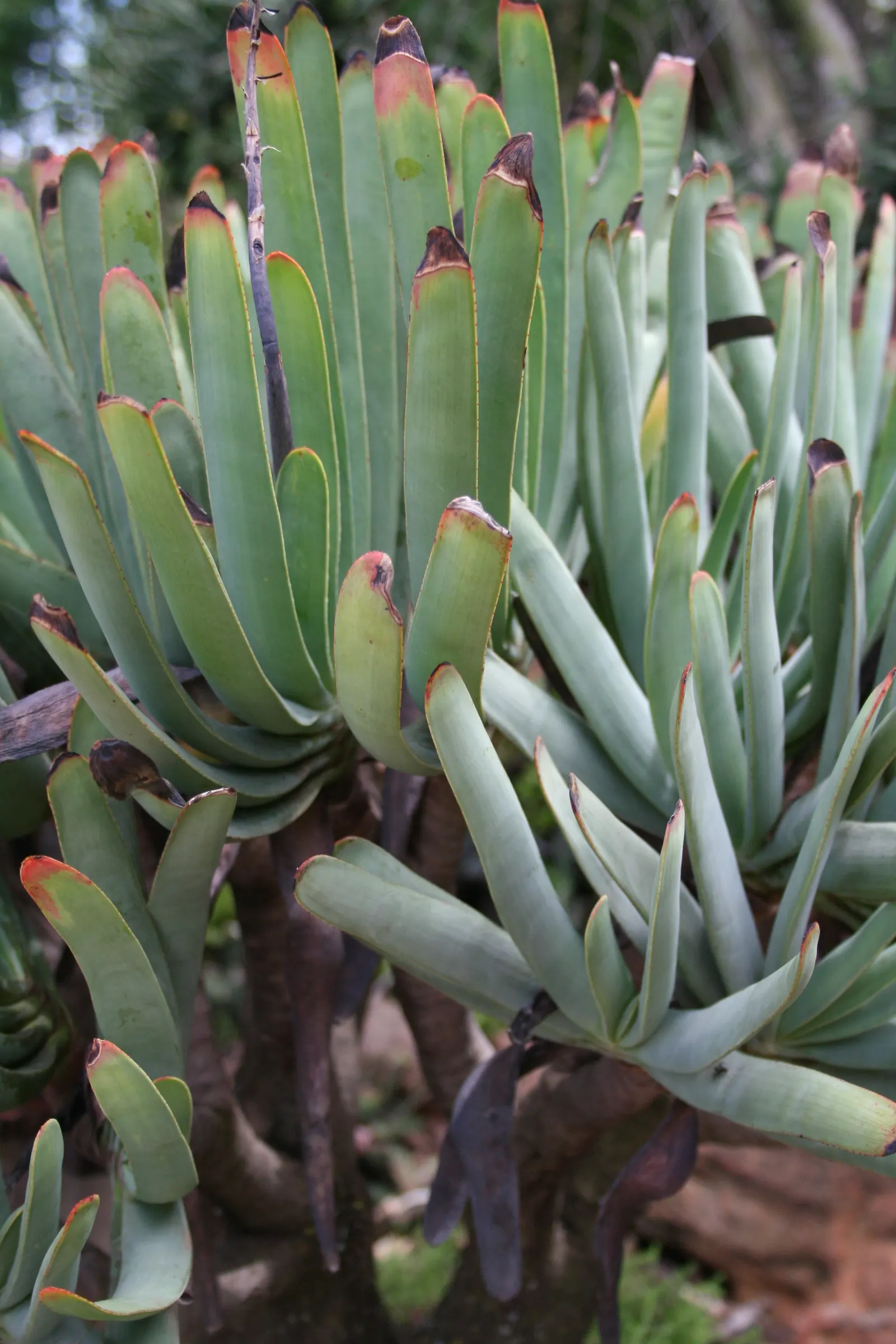 Fan Aloe (Aloe Plicatilis) — Originating from the mountainous regions of South Africa