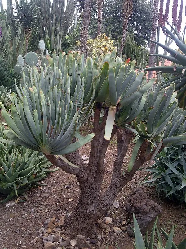 Fan Aloe (Aloe Plicatilis) — shrub / succulent with orange blooms; each branch terminates in a fan-like arrangement of long, image 83