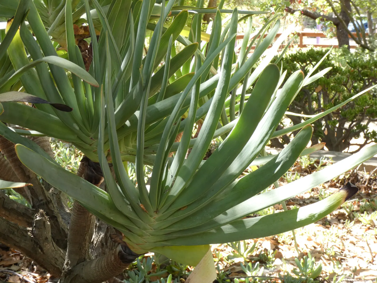 Fan Aloe (Aloe Plicatilis) — Each branch terminates in a fan-like arrangement of long, image 53