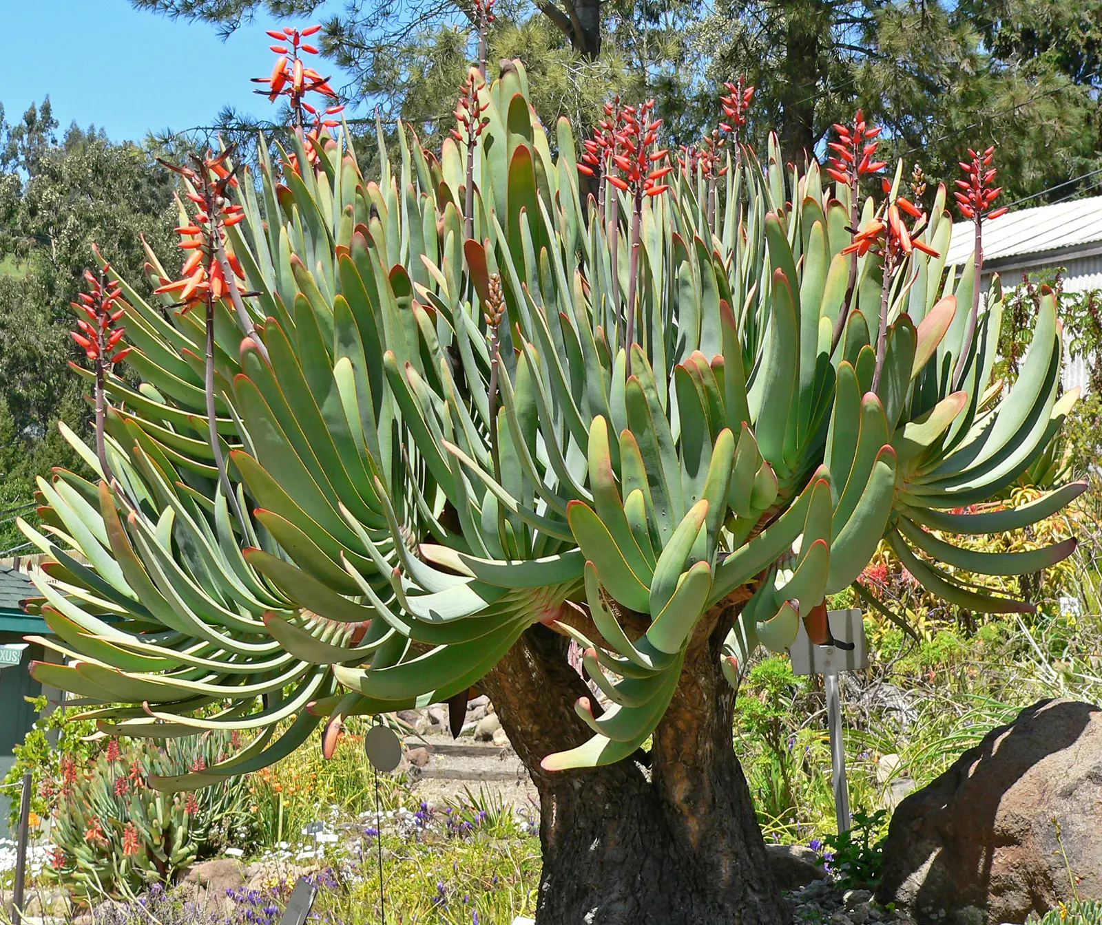 Fan Aloe (Aloe Plicatilis) — Prefers well-drained soil and full sun