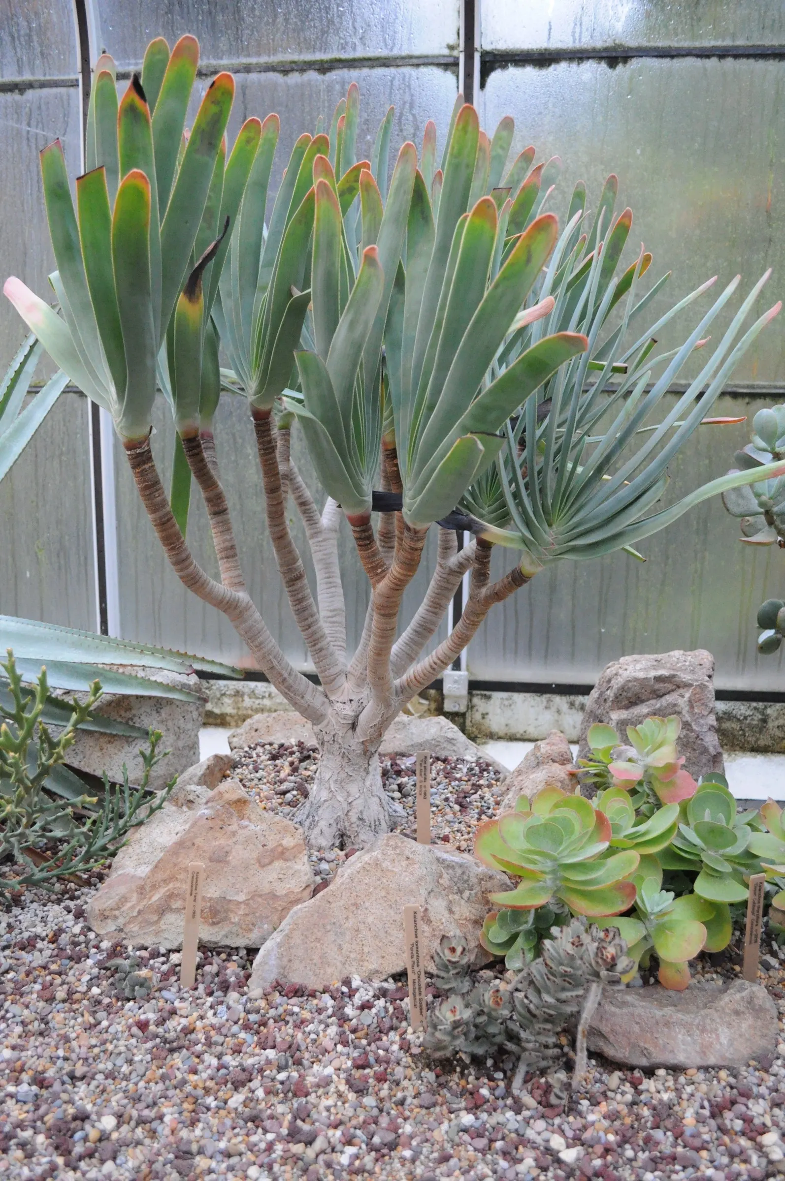 Fan Aloe (Aloe Plicatilis) — this aloe produces tall spikes of tubular