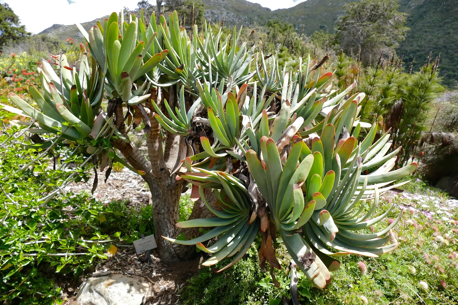 Fan Aloe (Aloe Plicatilis) — renowned for its fan-like arrangement of leaves atop perpendicular branches; this aloe produces tall spikes of tubular