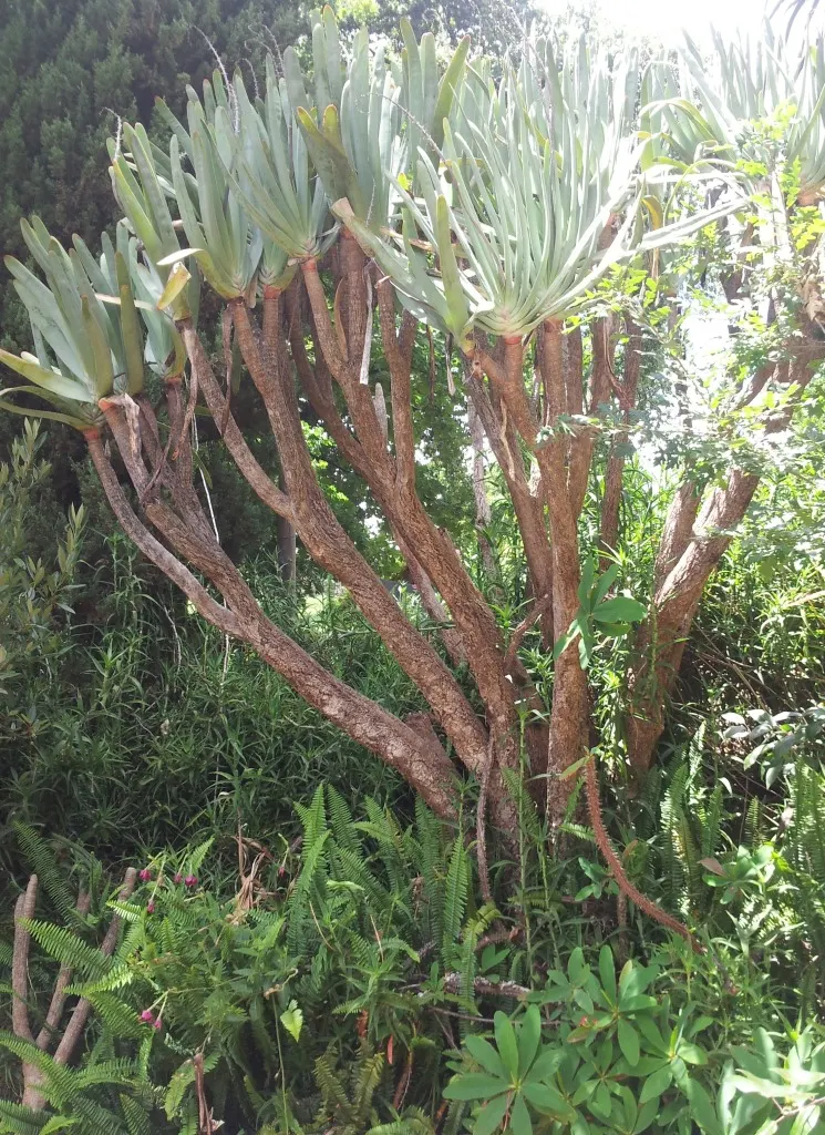 Fan Aloe (Aloe Plicatilis) — thriving in well-drained soil with minimal supplemental watering necessary after its root system has developed