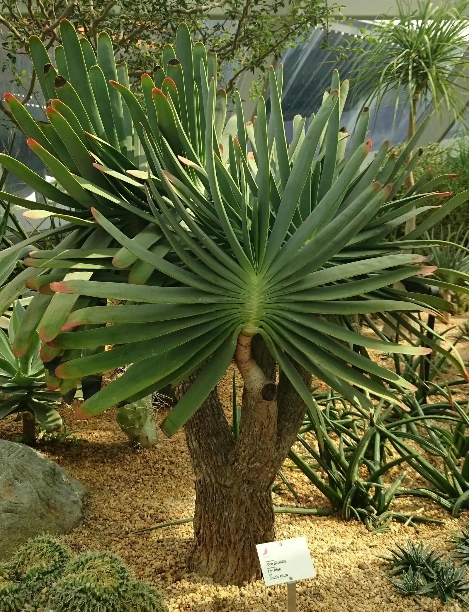 Fan Aloe (Aloe Plicatilis) — renowned for its fan-like arrangement of leaves atop perpendicular branches; this aloe produces tall spikes of tubular, image 66