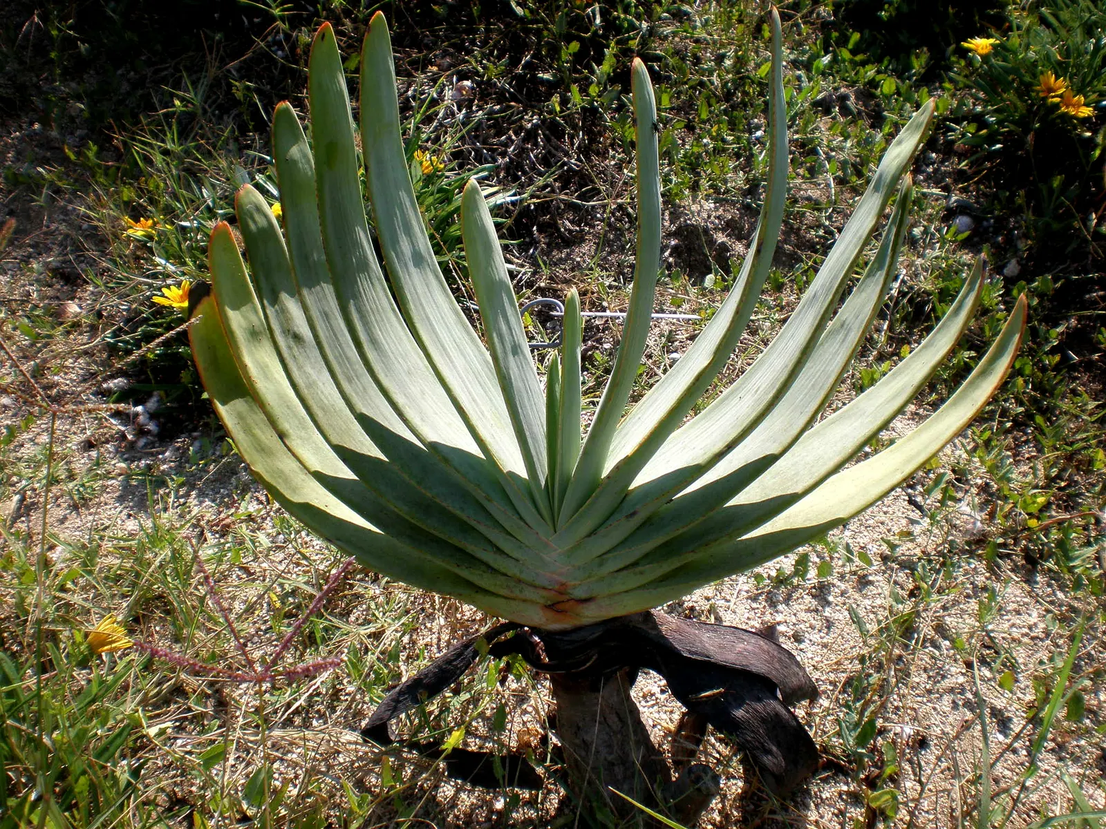 Fan Aloe (Aloe Plicatilis) — Hardiness is a consideration; it typically reaches 5 to 10 feet tall and spans 4 to 6 feet wide, image 79