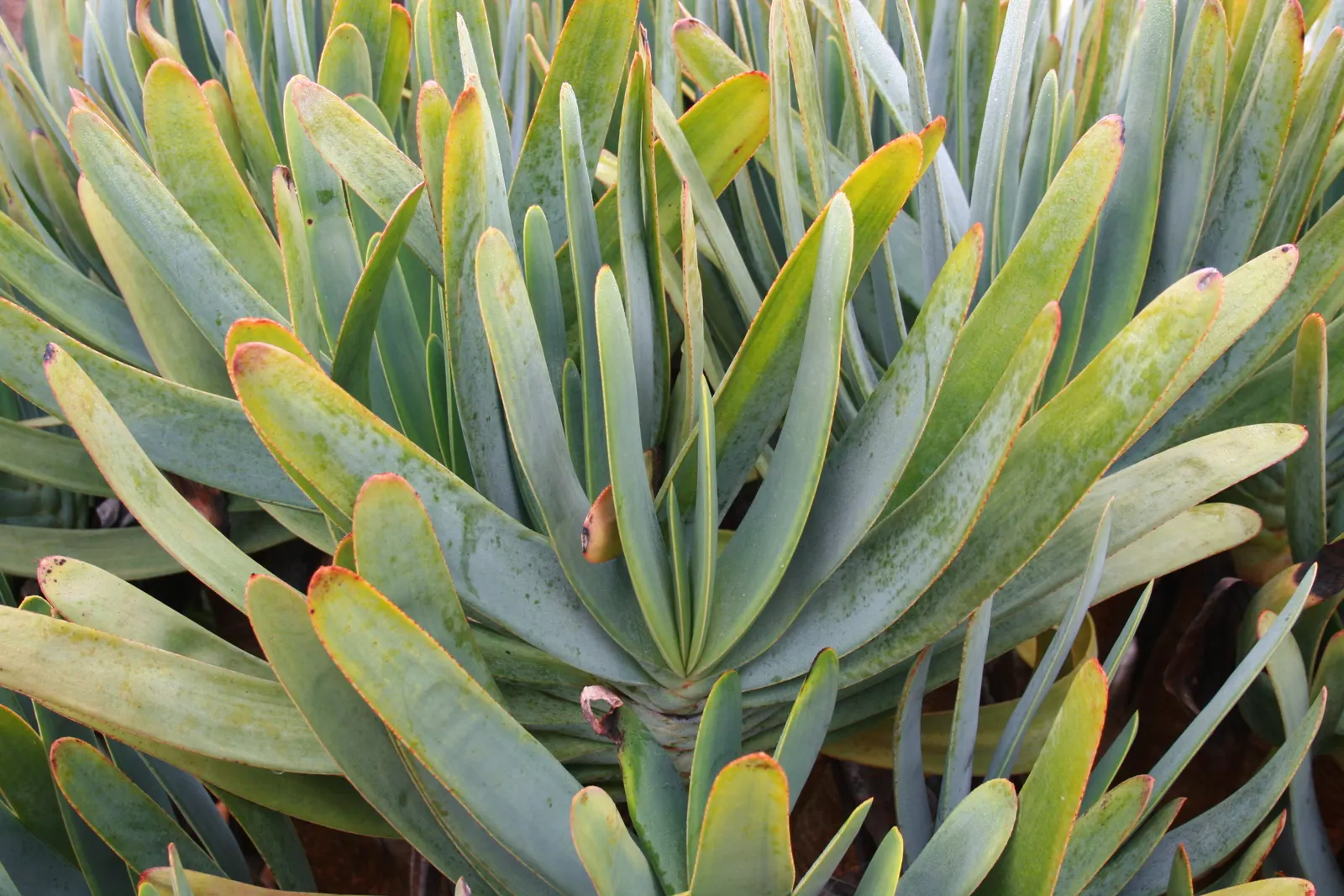 Fan Aloe (Aloe Plicatilis) — The leaves are a blue-green color; it typically reaches 5 to 10 feet tall and spans 4 to 6 feet wide, image 55