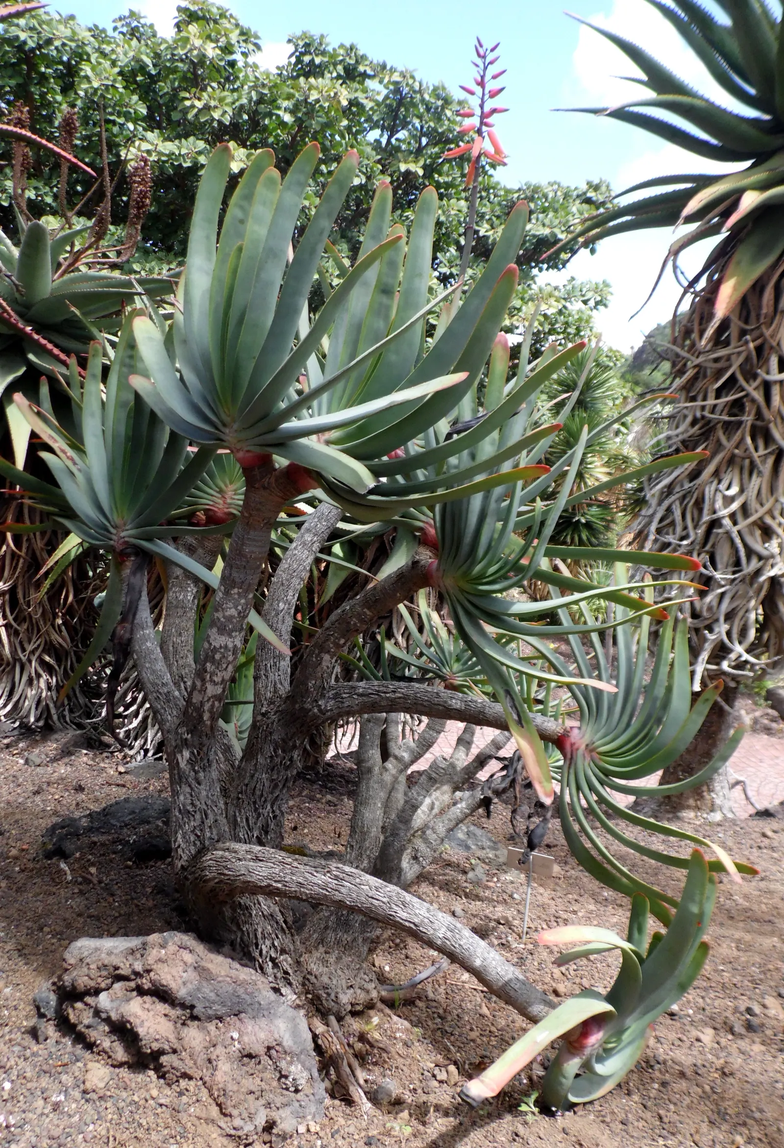 Fan Aloe (Aloe Plicatilis) — scientifically known as Aloe plicatilis