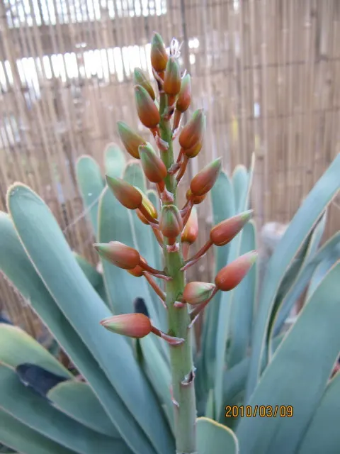 Fan Aloe (Aloe Plicatilis) — rising from the middle of the leaf rosette; each branch terminates in a fan-like arrangement of long, image 80