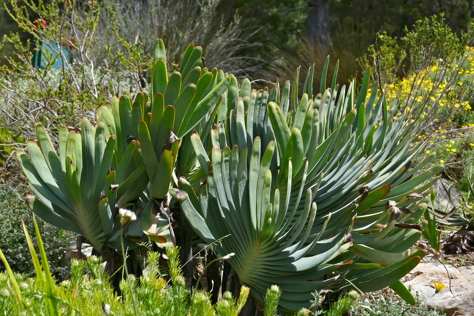 Fan Aloe (Aloe Plicatilis) — shrub / succulent for full or half or shade; this aloe produces tall spikes of tubular, image 84
