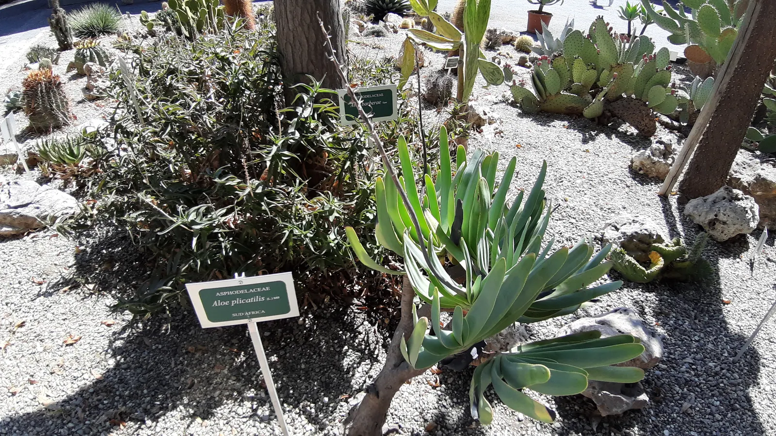 Fan Aloe (Aloe Plicatilis) — commonly known as Fan Aloe; it typically reaches 5 to 10 feet tall and spans 4 to 6 feet wide