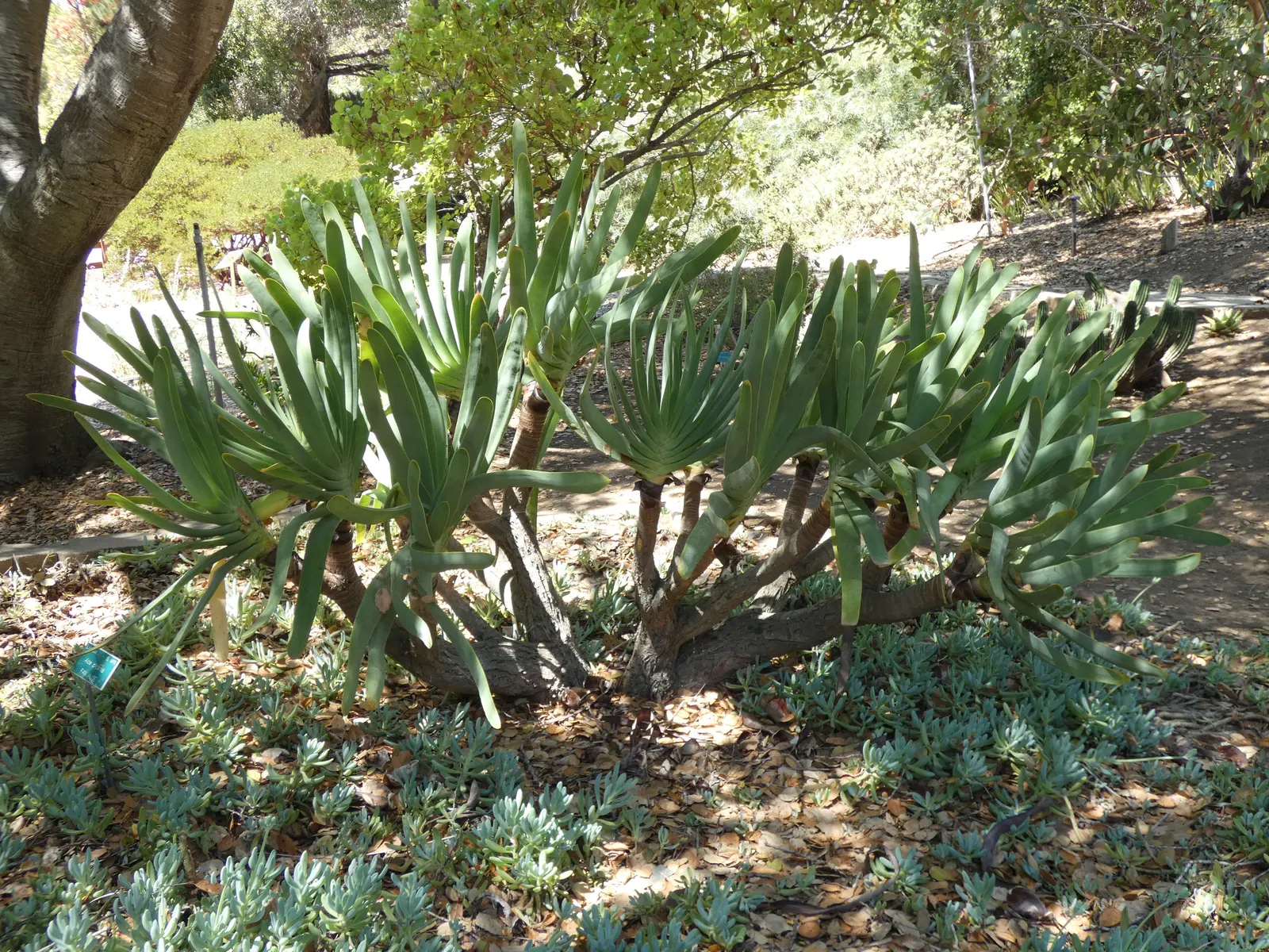 Fan Aloe (Aloe Plicatilis) — Ideal for accentuating xeriscapes or rock gardens; each branch terminates in a fan-like arrangement of long, image 50