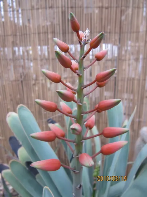 Fan Aloe (Aloe Plicatilis) — scientifically known as Aloe plicatilis; this aloe produces tall spikes of tubular, image 51