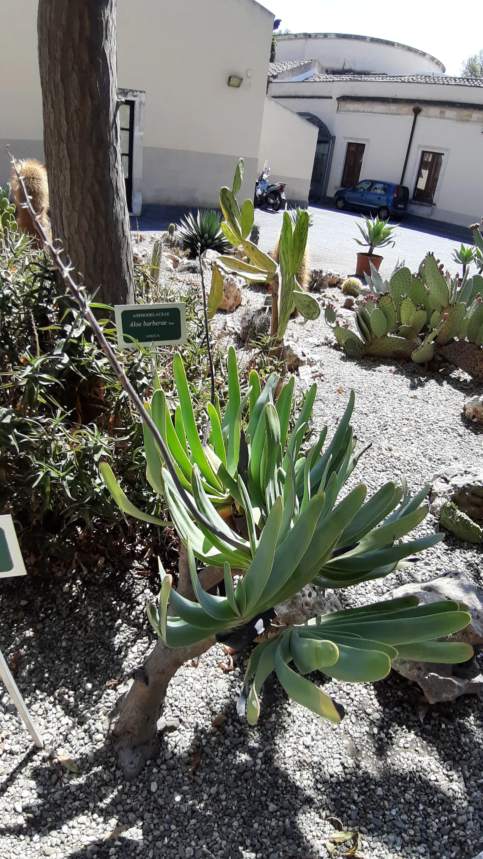Fan Aloe (Aloe Plicatilis) — is a distinctive succulent tree; each branch terminates in a fan-like arrangement of long