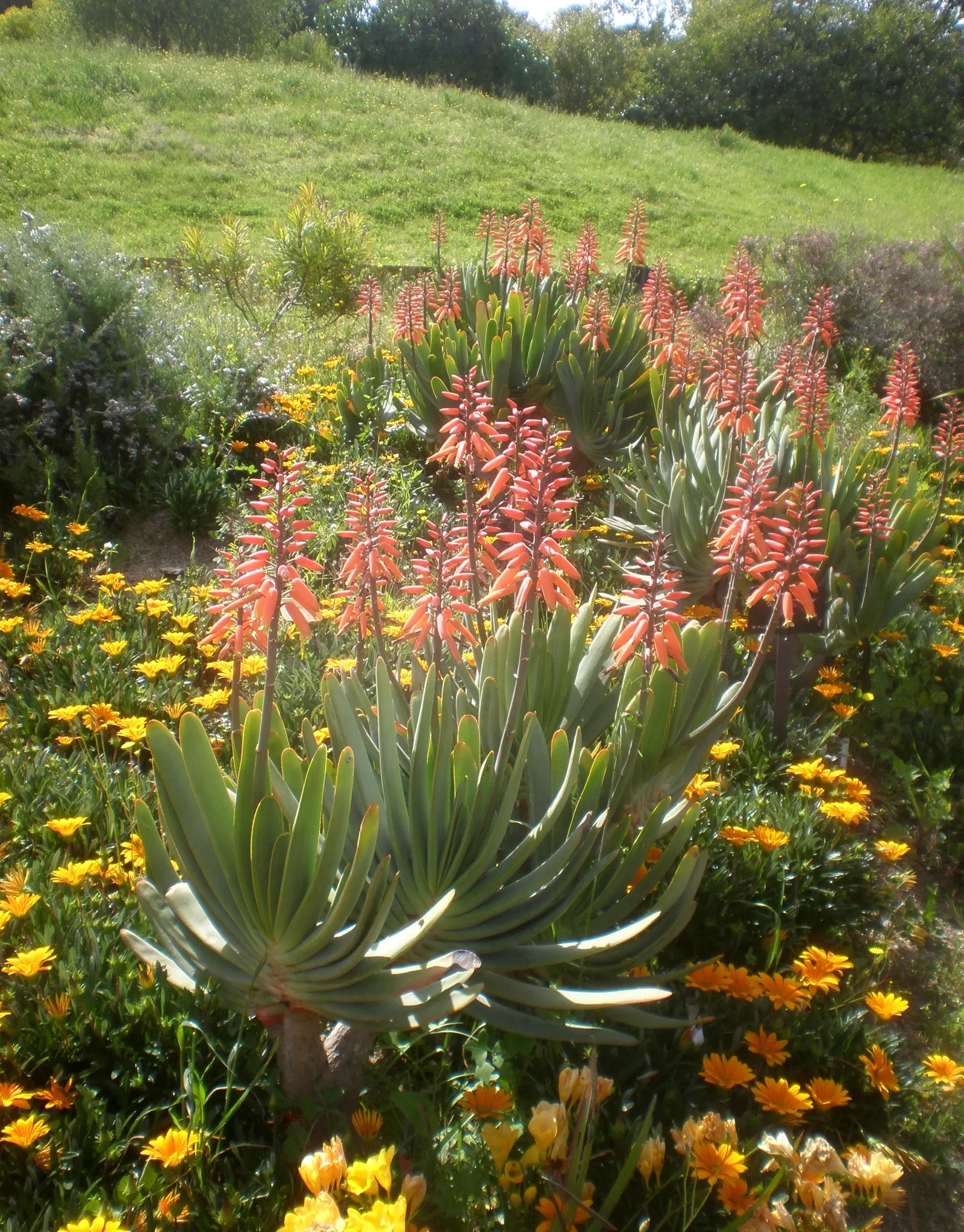 Fan Aloe (Aloe Plicatilis) — Hardy to about 30&deg;F, it's water-wise and requires low maintenance