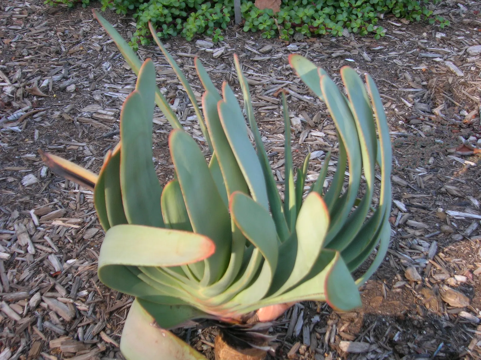 Fan Aloe (Aloe Plicatilis) — orange flowers in the garden