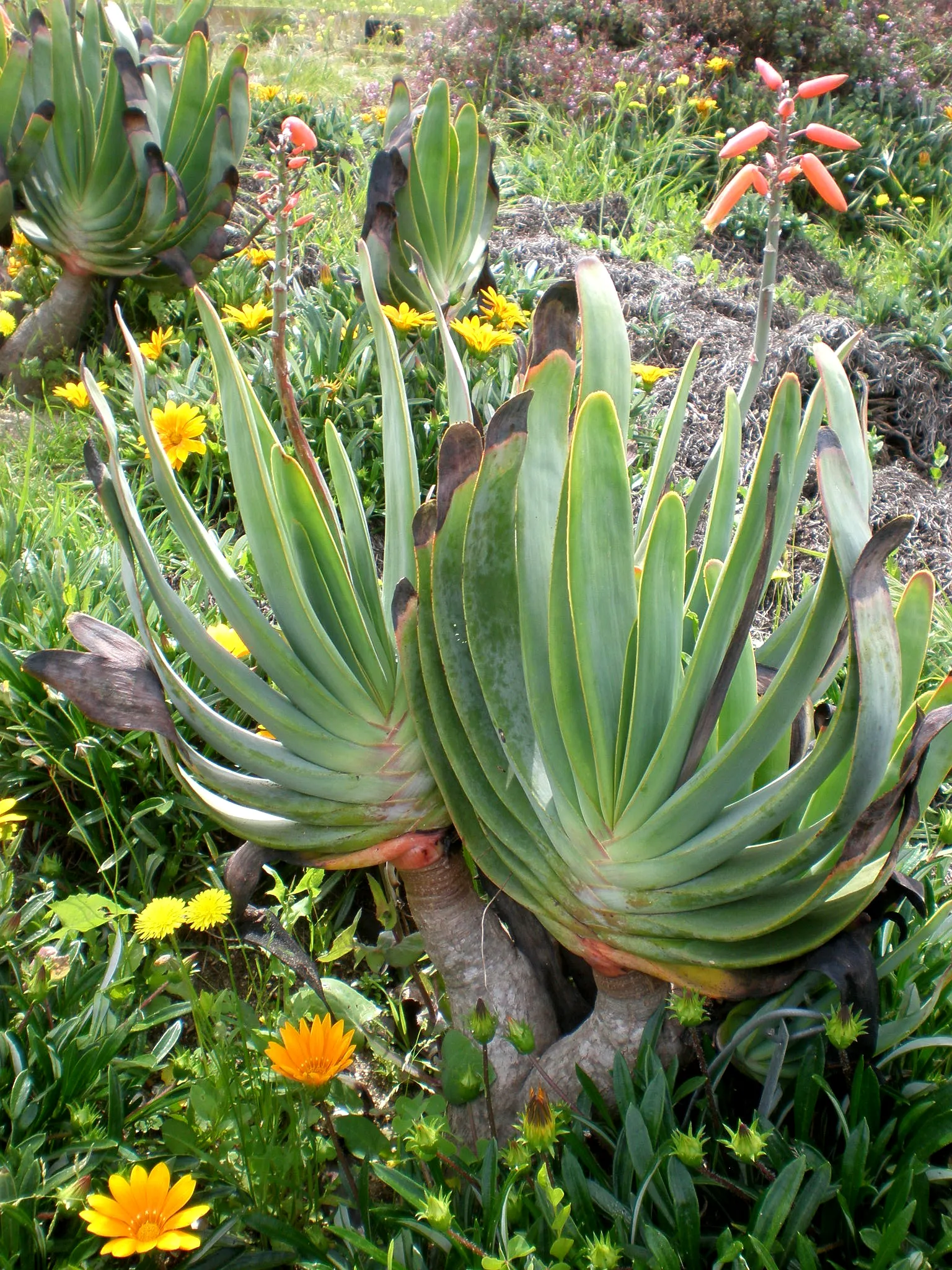 Fan Aloe (Aloe Plicatilis) — This unique aloe presents reddish-orange blooms during late winter to spring; each branch terminates in a fan-like, image 89