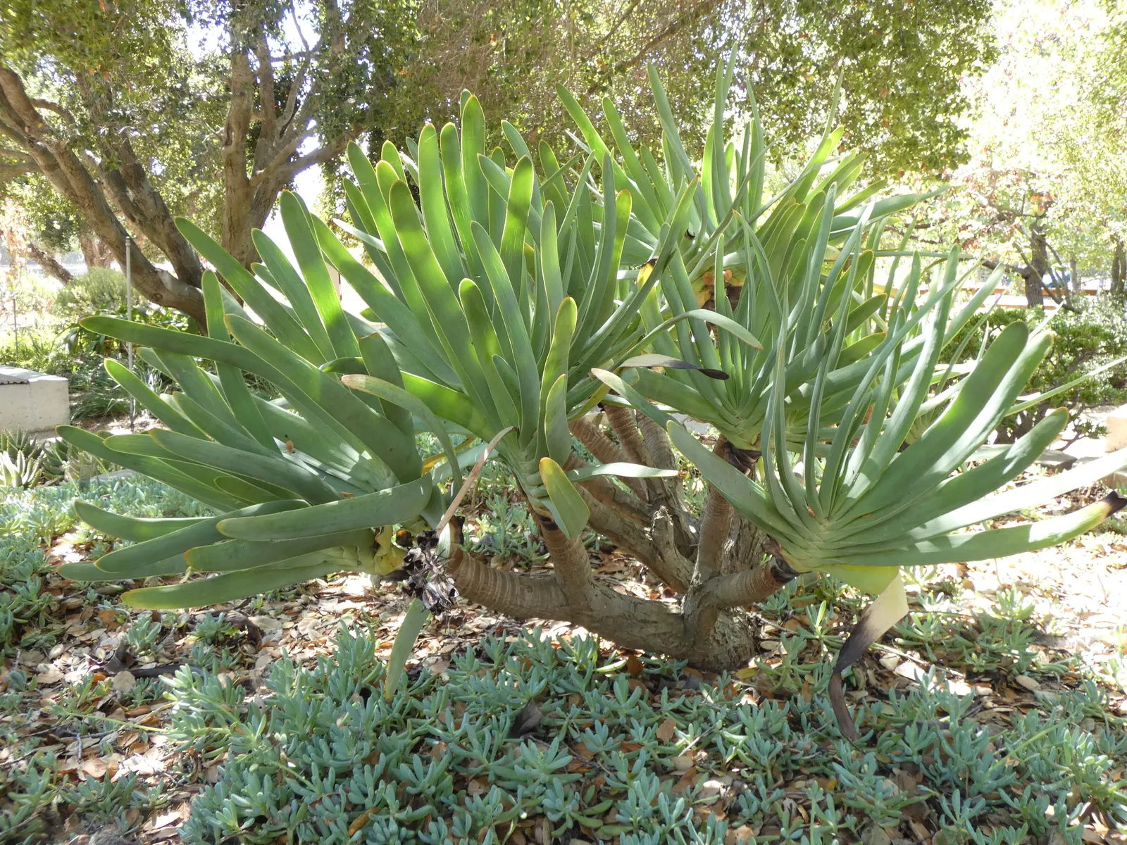 Fan Aloe (Aloe Plicatilis) — flat leaves that can grow up to 2 feet in length and about 1.5 inches in width; this aloe produces tall spikes of, image 54