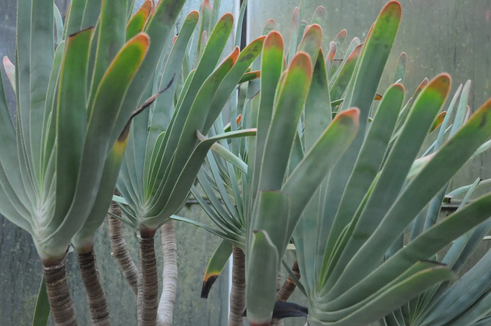 Fan Aloe (Aloe Plicatilis) — commonly known as Fan Aloe; it typically reaches 5 to 10 feet tall and spans 4 to 6 feet wide, image 85