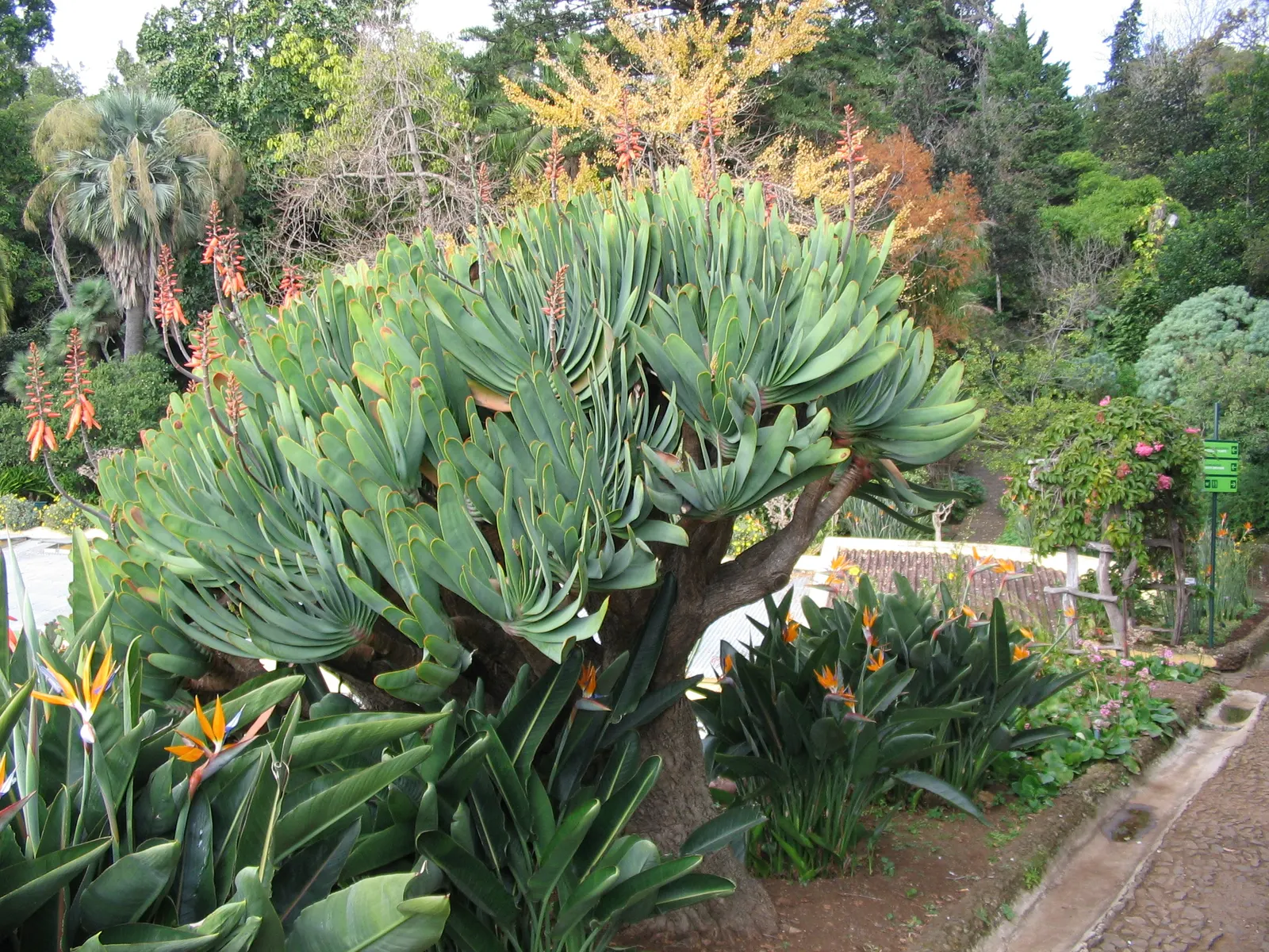 Fan Aloe (Aloe Plicatilis) — shrub / succulent for full or half or shade; this aloe produces tall spikes of tubular