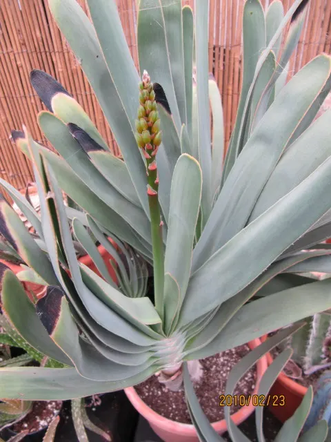 Fan Aloe (Aloe Plicatilis) — shrub / succulent for full or half or shade