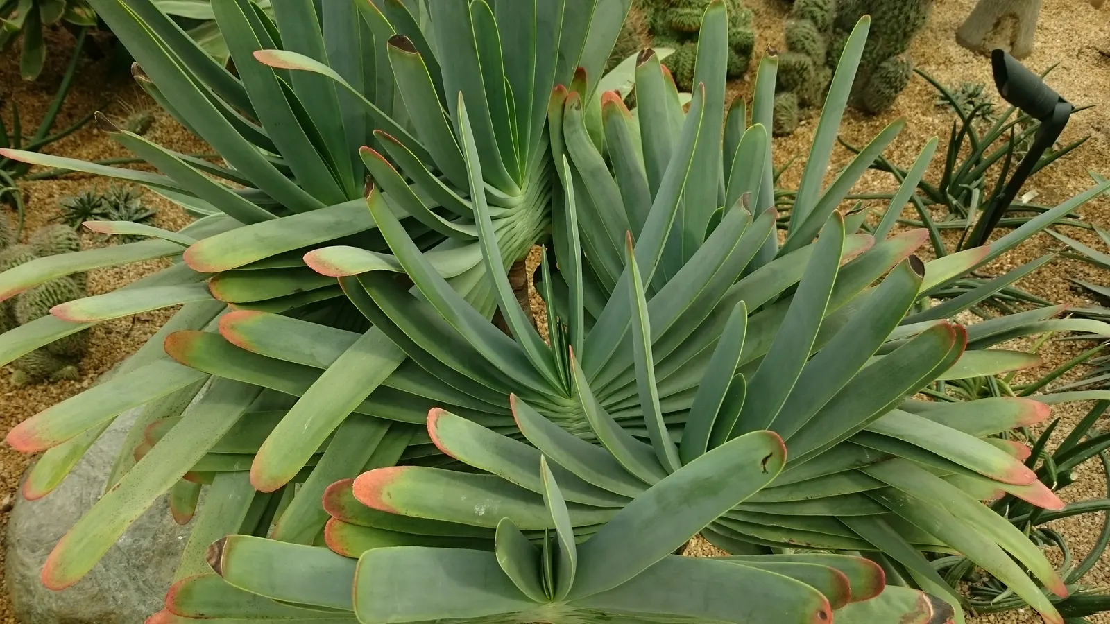 Fan Aloe (Aloe Plicatilis) — It typically reaches 5 to 10 feet tall and spans 4 to 6 feet wide, image 25