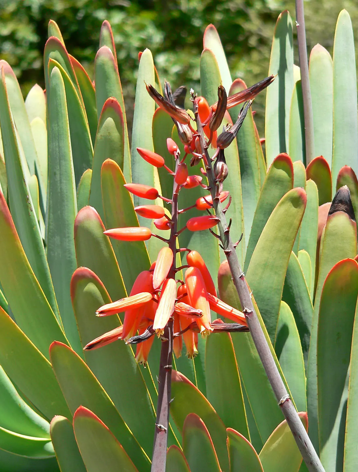 Fan Aloe (Aloe Plicatilis) — Ideal for accentuating xeriscapes or rock gardens