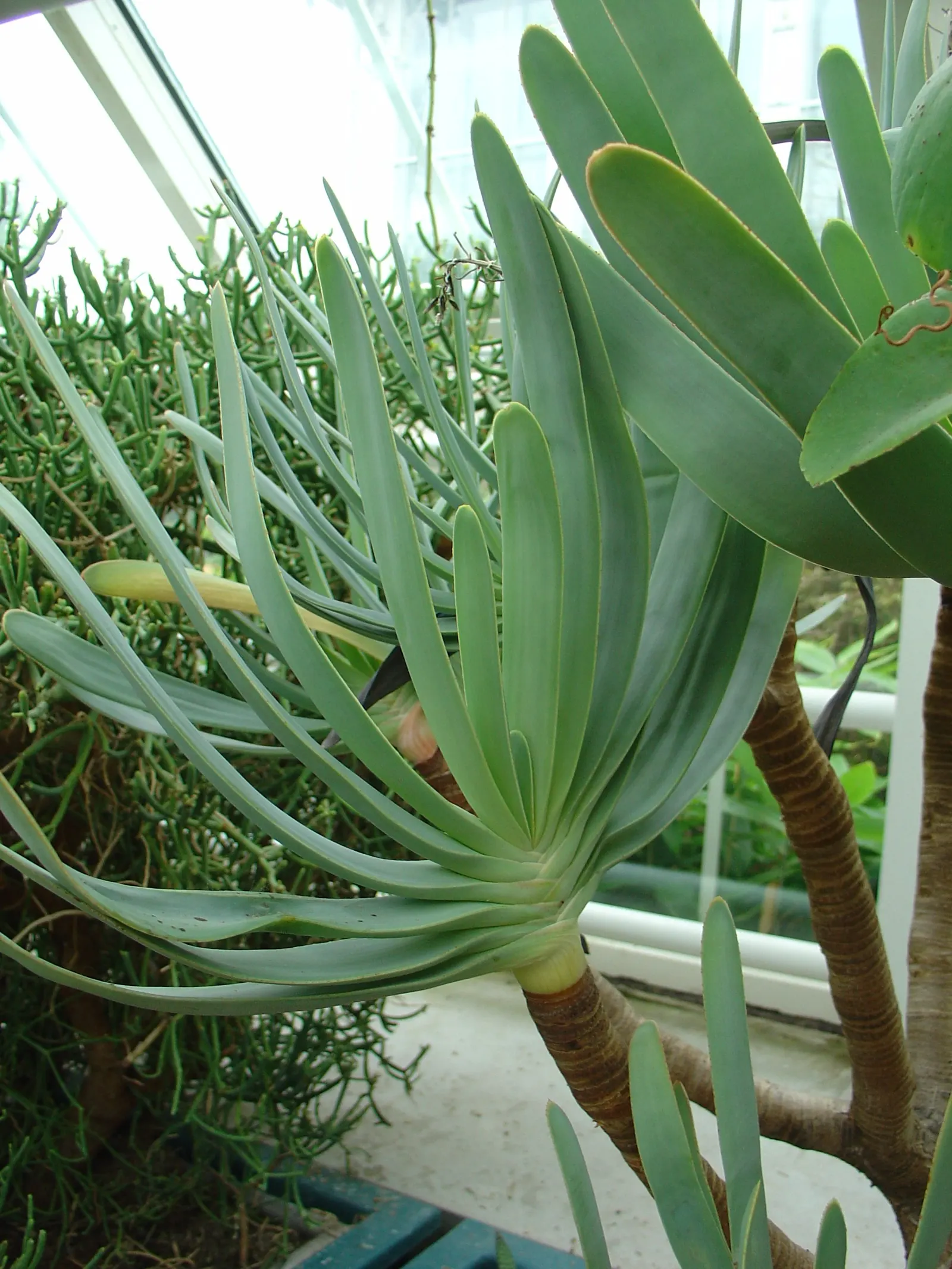 Fan Aloe (Aloe Plicatilis) — renowned for its fan-like arrangement of leaves atop perpendicular branches; this aloe produces tall spikes of tubular, image 87
