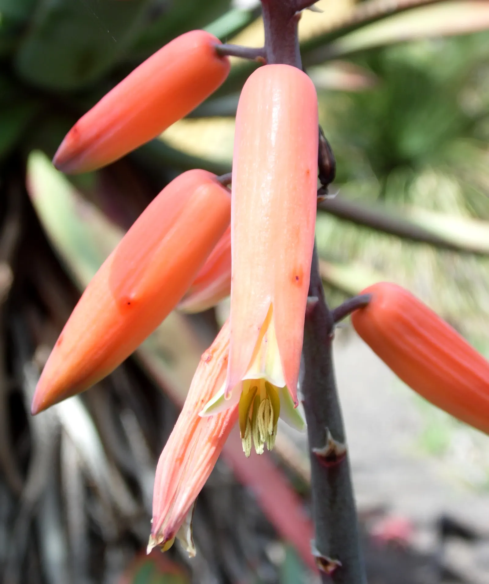 Fan Aloe (Aloe Plicatilis) — The leaves are a blue-green color