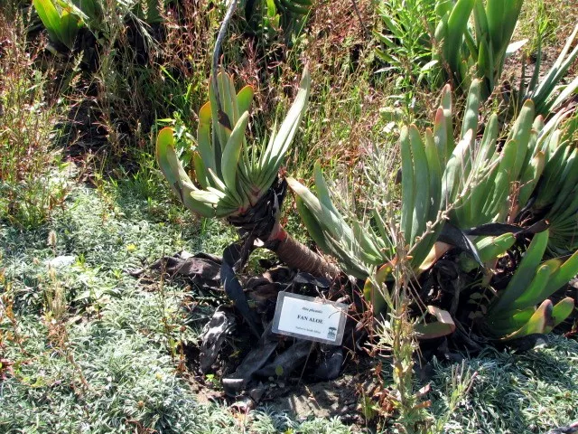 Fan Aloe (Aloe Plicatilis) — Hardy to about 30&deg;F, it's water-wise and requires low maintenance; it typically reaches 5 to 10 feet tall and spans 4 to 6