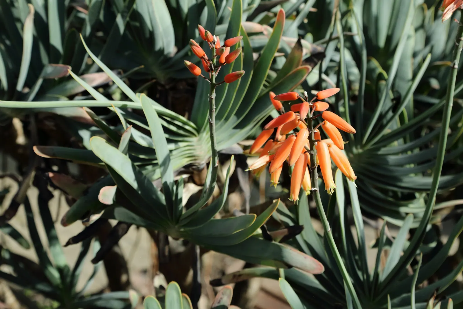 Fan Aloe (Aloe Plicatilis) — making them drought-tolerant once established.<br><br>This aloe species prefers full sun exposure; each branch terminates in a