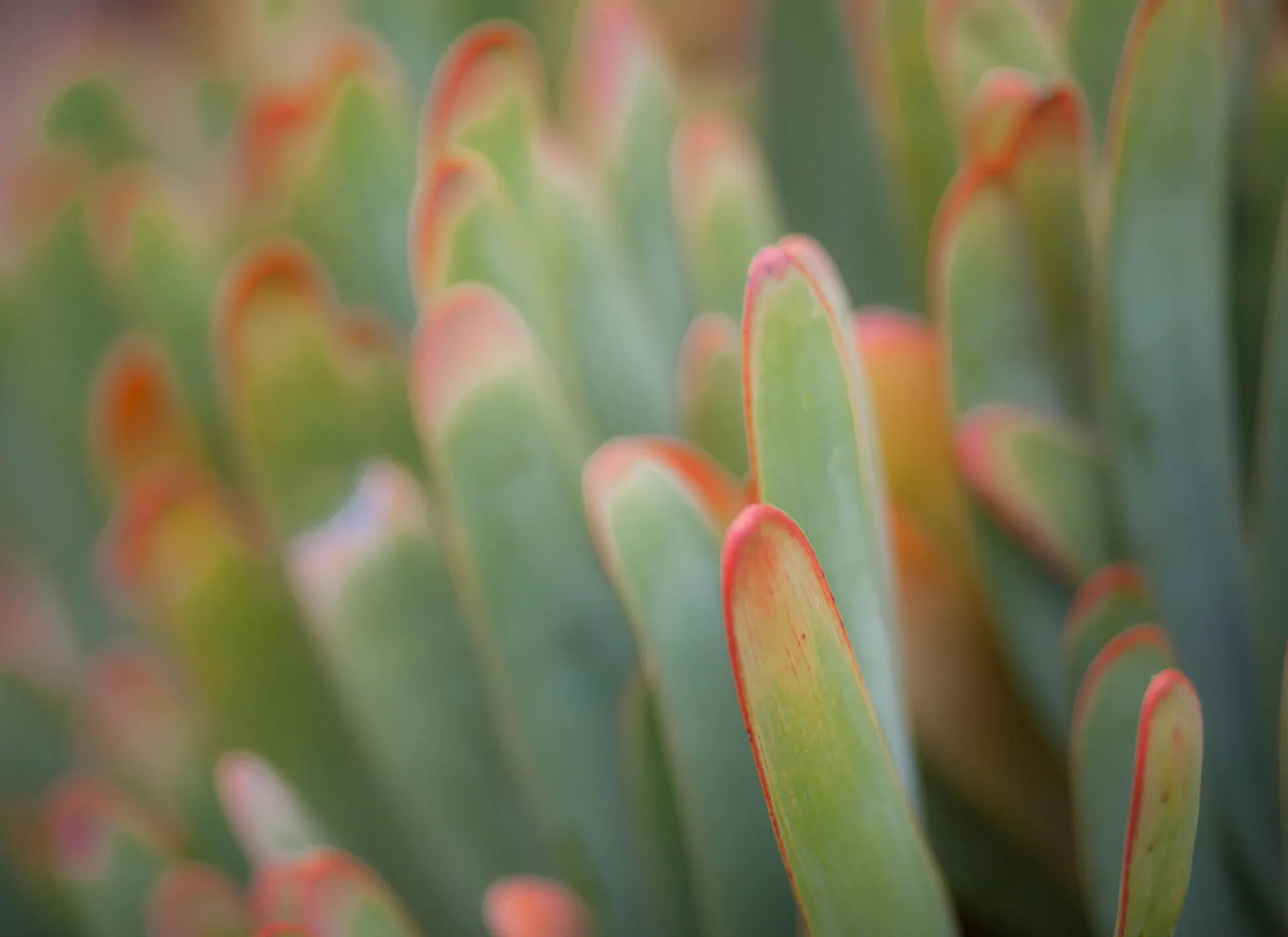 Fan Aloe (Aloe Plicatilis) — This unique aloe presents reddish-orange blooms during late winter to spring; each branch terminates in a fan-like arrangement of