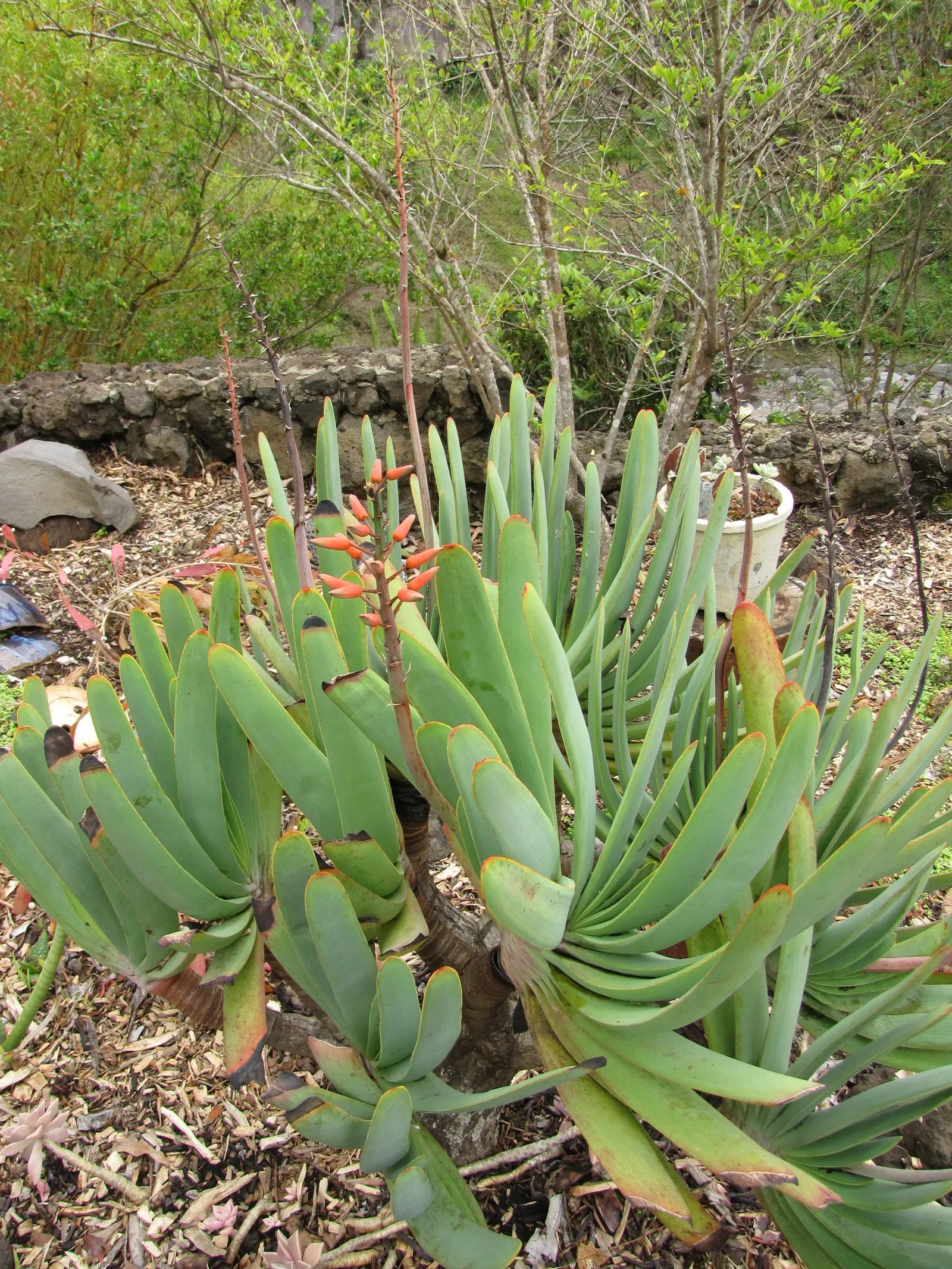 Fan Aloe (Aloe Plicatilis) — this aloe produces tall spikes of tubular, image 60