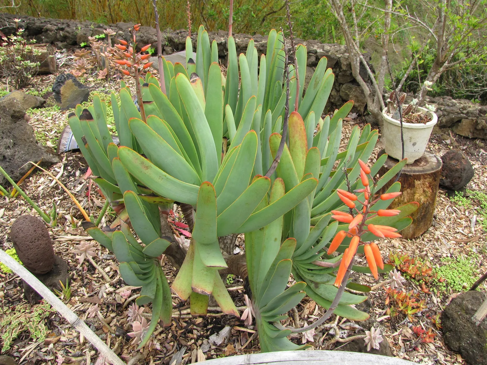 Fan Aloe (Aloe Plicatilis) — rising from the middle of the leaf rosette; each branch terminates in a fan-like arrangement of long