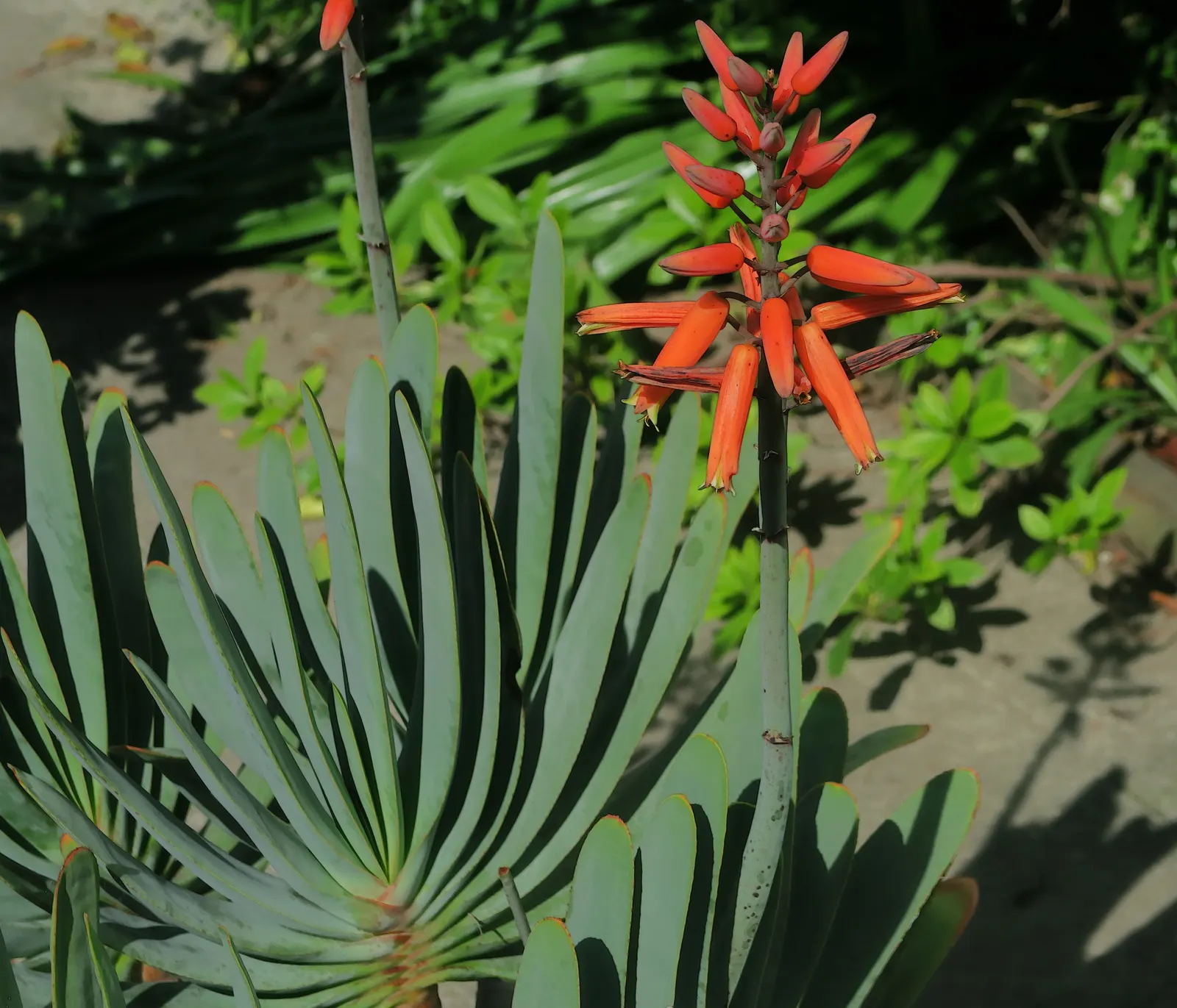 Fan Aloe (Aloe Plicatilis) — Hardy to about 30&deg;F, it's water-wise and requires low maintenance; it typically reaches 5 to 10 feet tall and, image 91